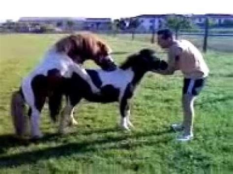 video di animali che si accoppiano|cavallo pascolo accoppiamento.